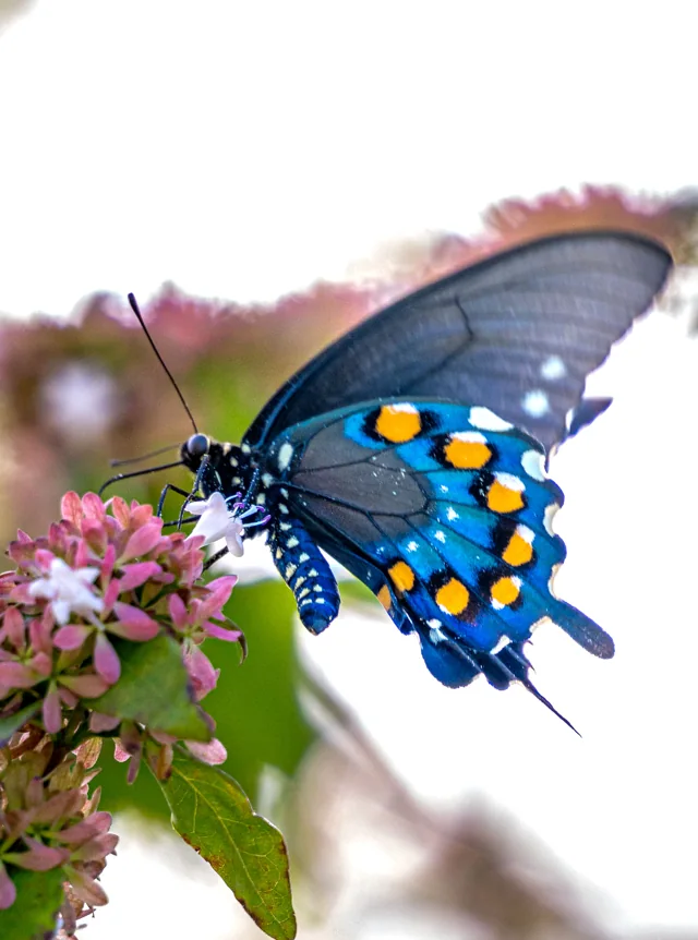 A blue butterfly with orange markings rests on pink flowers.